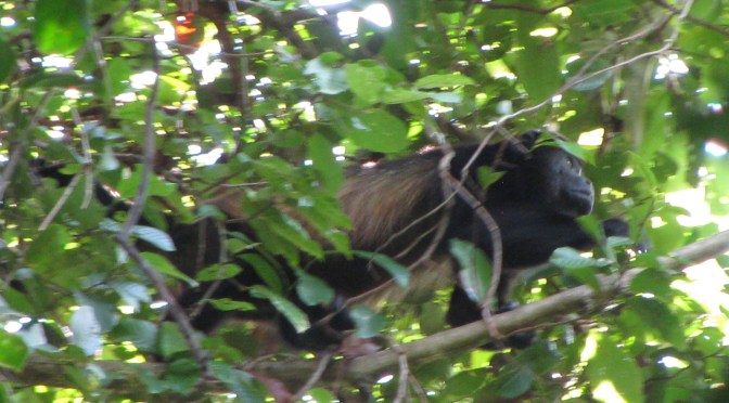Manuel Antonio National Park