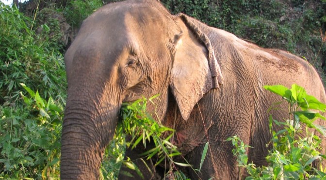 Spay Camp and Elephants