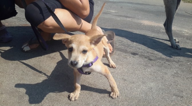 How Silver Saved Shadow