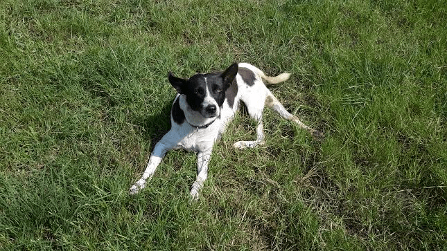 Bon Ton Animal Shelter